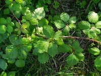Rubus armeniacus 10, Dijkviltbraam, Saxifraga-Rutger Barendse