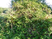 Rubus armeniacus 11, Dijkviltbraam, Saxifraga-Rutger Barendse