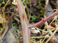 Rubus armeniacus 3, Dijkviltbraam, Saxifraga-Rutger Barendse