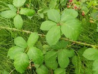Rubus armeniacus 9, Dijkviltbraam, Saxifraga-Rutger Barendse