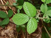 Rubus bellardii 1, Sierlijke woudbraam, Saxifraga-Hans Dekker