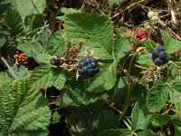 Rubus caesius 1, Dauwbraam, Saxifraga-Jan van der Straaten