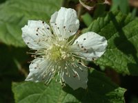 Rubus caesius 8, Dauwbraam, Saxifraga-Jan van der Straaten