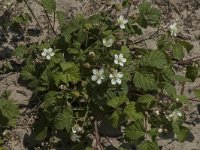 Rubus caesius 9, Dauwbraam, Saxifraga-Jan van der Straaten