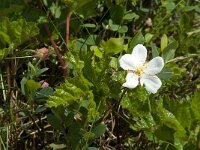 Rubus chamaemorus 1, Saxifraga-Willem van Kruijsbergen