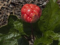 Rubus chamaemorus 10, Saxifraga-Jan van der Straaten