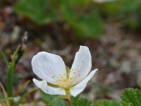 Rubus chamaemorus 11, Saxifraga-Jeroen Willemsen