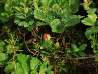 Rubus chamaemorus 13, Saxifraga-Hans Boll