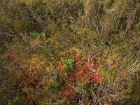 Rubus chamaemorus 14, Saxifraga-Hans Boll