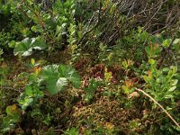 Rubus chamaemorus 15, Saxifraga-Hans Boll