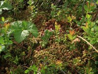 Rubus chamaemorus 16, Saxifraga-Hans Boll