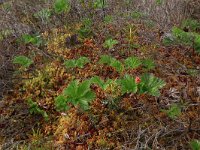 Rubus chamaemorus 17, Saxifraga-Hans Boll
