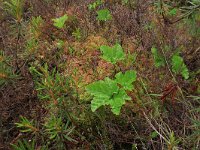 Rubus chamaemorus 20, Saxifraga-Hans Boll