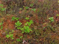 Rubus chamaemorus 21, Saxifraga-Hans Boll