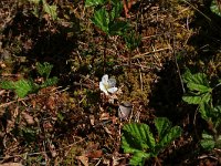 Rubus chamaemorus 22, Saxifraga-Hans Boll
