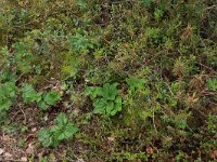 Rubus chamaemorus 25, Saxifraga-Hans Boll