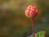 Rubus chamaemorus 29, Saxifraga-Hans Dekker