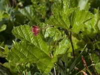 Rubus chamaemorus 6, Saxifraga-Willem van Kruijsbergen