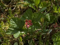 Rubus chamaemorus 8, Saxifraga-Willem van Kruijsbergen