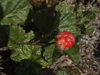 Rubus chamaemorus 9, Saxifraga-Jan van der Straaten
