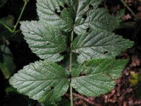 Rubus cockburnianus 2, Saxifraga-Rutger Barendse