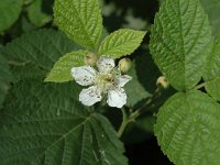 Rubus fruticosus 1, Gewone braam, Saxifraga-Jan van der Straaten