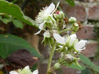 Rubus fruticosus 10, Gewone braam, Saxifraga-Rutger Barendse