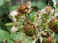 Rubus fruticosus 12, Gewone braam, Saxifraga-Rutger Barendse