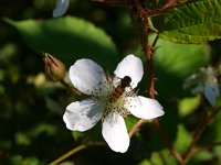 Rubus fruticosus 2, Gewone braam, Saxifraga-Rudmer Zwerver