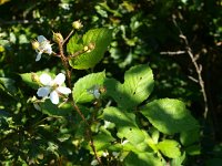 Rubus fruticosus 3, Gewone braam, Saxifraga-Rudmer Zwerver