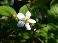 Rubus fruticosus 5, Gewone braam, Saxifraga-Rudmer Zwerver