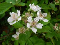 Rubus gratus 1, Zoete haarbraam, Saxifraga-Rutger Barendse