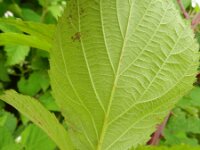 Rubus gratus 3, Zoete haarbraam, Saxifraga-Rutger Barendse