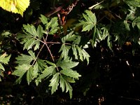 Rubus laciniatus 2, Peterseliebraam, Saxifraga-Peter Meininger