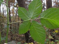 Rubus nessensis 2, Vroege roggebraam, Saxifraga-Rutger Barendse