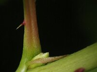 Rubus nessensis 3, Vroege roggebraam, Saxifraga-Rutger Barendse