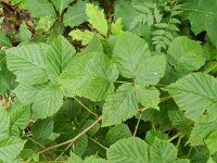 Rubus nessensis 4, Vroege roggebraam, Saxifraga-Rutger Barendse