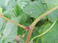 Rubus nessensis 5, Vroege roggebraam, Saxifraga-Rutger Barendse