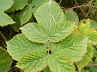 Rubus nessensis 7, Vroege roggebraam, Saxifraga-Rutger Barendse