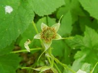 Rubus parviflorus 1, Saxifraga-Rutger Barendse