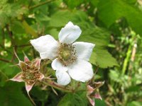 Rubus parviflorus 5, Saxifraga-Rutger Barendse