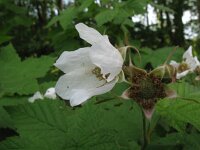 Rubus parviflorus 8, Saxifraga-Rutger Barendse