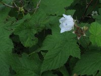 Rubus parviflorus 9, Saxifraga-Rutger Barendse