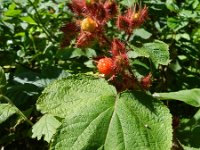 Rubus phoenicolasius 1, Japanse wijnbes, Saxifraga-Rutger Barendse