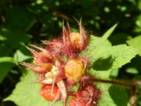 Rubus phoenicolasius 2, Japanse wijnbes, Saxifraga-Rutger Barendse