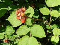 Rubus phoenicolasius 3, Japanse wijnbes, Saxifraga-Rutger Barendse