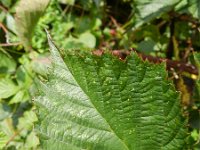 Rubus plicatus 4, Geplooide stokbraam, Saxifraga-Rutger Barendse
