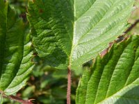 Rubus plicatus 7, Geplooide stokbraam, Saxifraga-Rutger Barendse