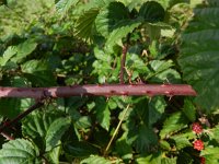 Rubus plicatus 8, Geplooide stokbraam, Saxifraga-Rutger Barendse