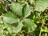 Rubus plicatus 9, Geplooide stokbraam, Saxifraga-Rutger Barendse